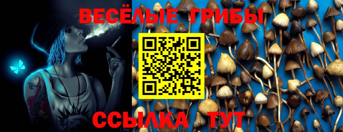 Галлюциногенные грибы Psilocybe Березники